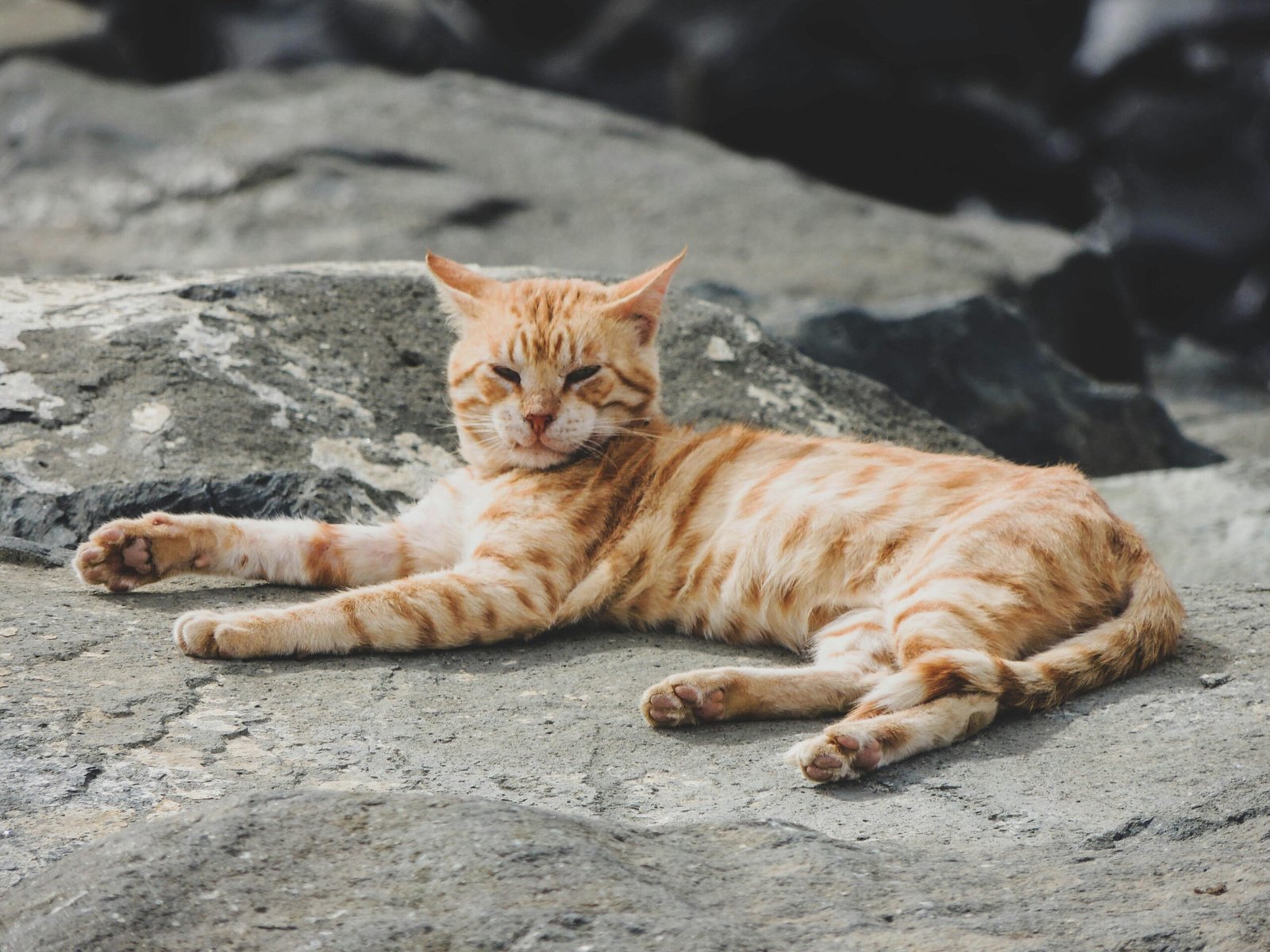 Gérer l’alimentation plaisir des animaux sans dépasser son budget mensuel